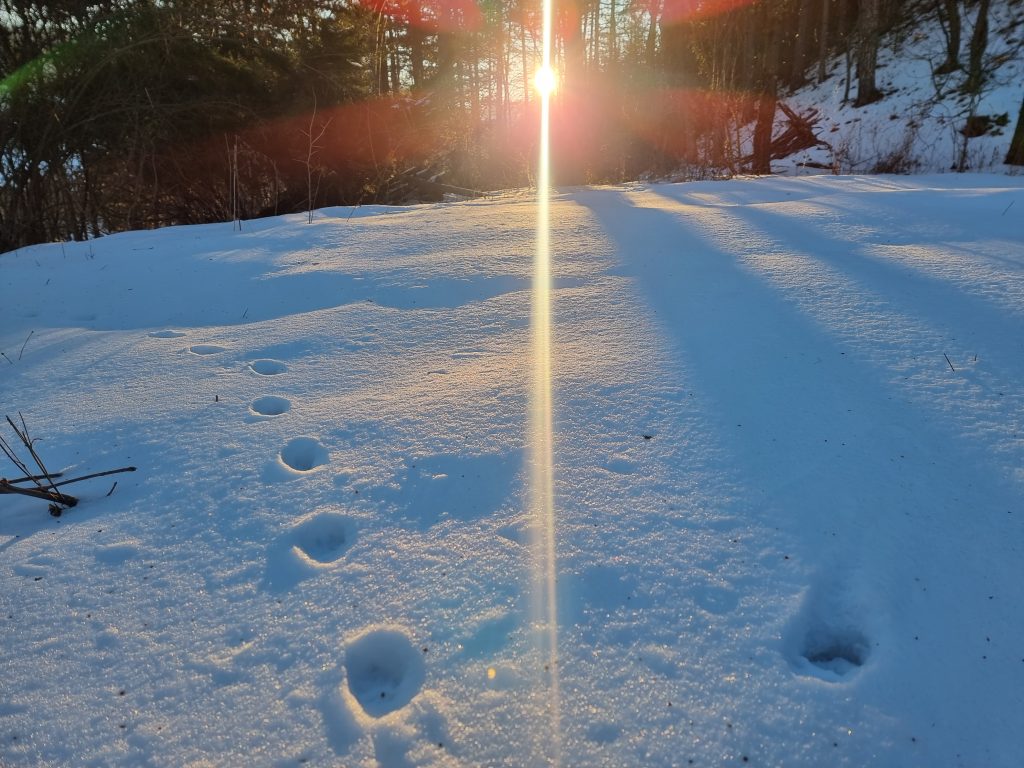 Katzenspur im Schnee bei Sonnenuntergang